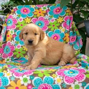 Kelsey, Golden Retriever Puppy